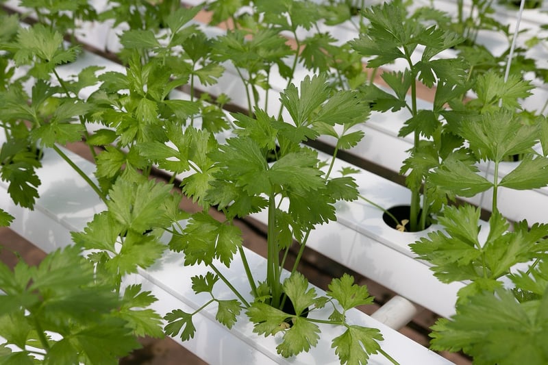 Hydroponic System