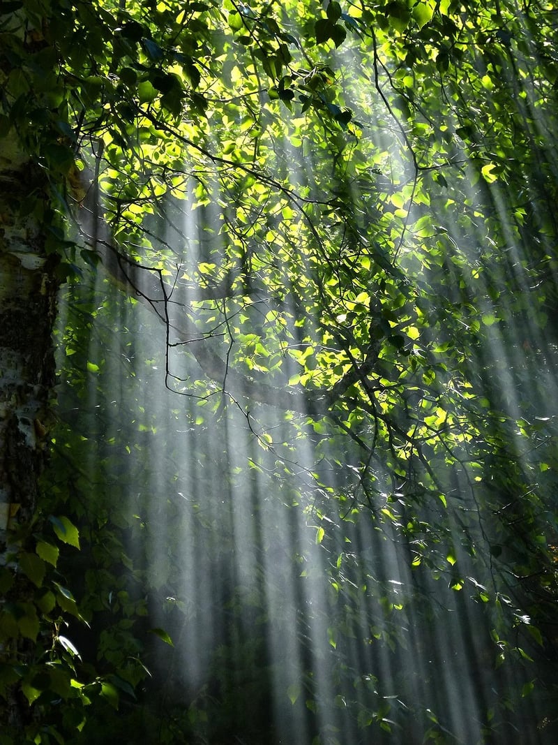 Sunlight in a forest